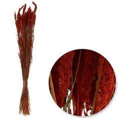 dried red flowers on white background next to round stick with watermarked image in center