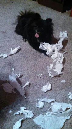 a black dog laying on the floor with some toilet paper all over it's face