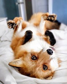 a brown and white dog laying on it's back with its paws in the air