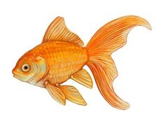 an orange goldfish is swimming on a white background in this drawing, it appears to be painted with acrylic paint