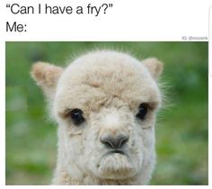 an alpaca with the caption when you miss babe