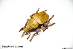 a close up of a small insect on a white background with the caption stophilos oxyzae