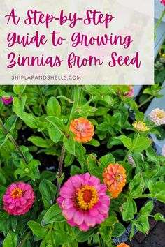 colorful flowers with text overlay reading a step - by - step guide to growing zinnas from seed