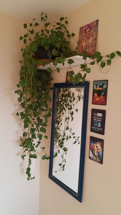 a mirror hanging on the wall next to a green plant and some framed pictures above it