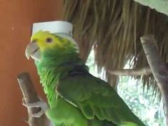 a green parrot perched on top of a tree branch