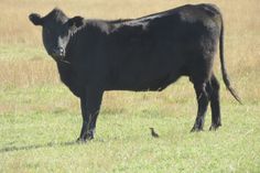 a black cow standing in a field with a small bird sitting on the grass next to it