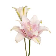 a pink flower is in a vase on a white background