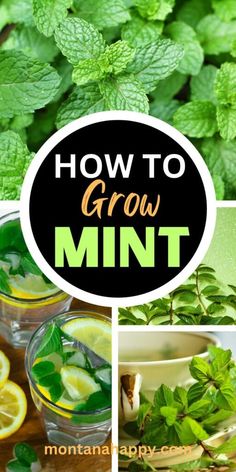 how to grow mint and lemonade in the garden with text overlay that reads, how to grow mint