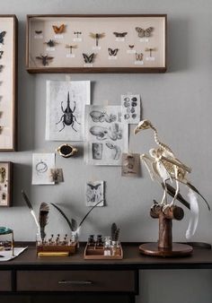 a desk with many different types of insect specimens on the wall and pictures above it