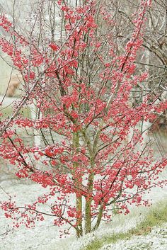 a small tree with red berries on it