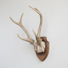 an antelope head mounted on a white wall