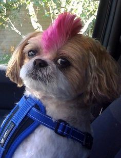 a small dog with pink hair sitting in a car