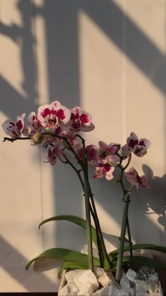 pink and white orchids are in a pot on the ground next to some rocks