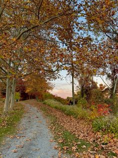 a dirt road surrounded by trees with leaves on the ground and in front of it