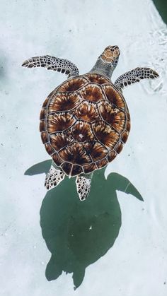 a turtle is swimming in the water with its shadow on the ground next to it