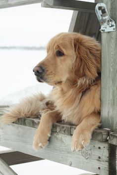 a golden retriever sitting on top of a wooden bench