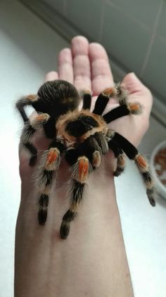 a person is holding a large spider in their hand