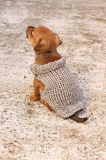 a small dog wearing a sweater sitting on the ground