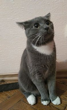 a gray and white cat sitting on top of a wooden floor next to a wall