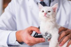 a white cat being examined by a veterinator in a lab coat with a stethoscope