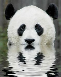 a black and white panda bear swimming in the water with its head above the water's surface