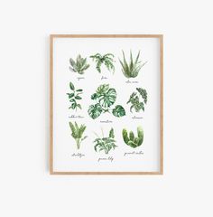 a framed print with different types of houseplants and plants on it's sides