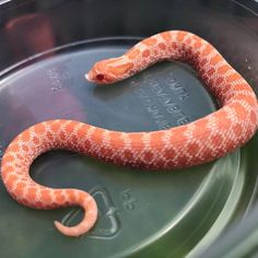 an orange and white snake sitting on top of a metal pan with water in it