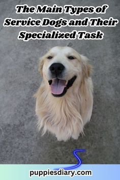 the main types of service dogs and their specialized tasks are in this postcard from puppiesdiary com