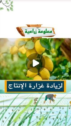 an advertisement for lemons in arabic