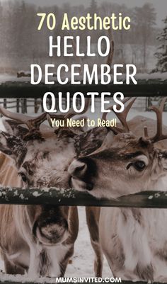 two reindeers with the words 70 aesthetic hello december quotes you need to read