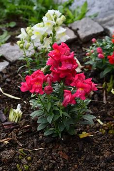 some red and white flowers are in the dirt