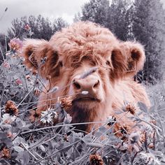 a brown cow standing next to a bunch of tall grass and wildflowers on a cloudy day