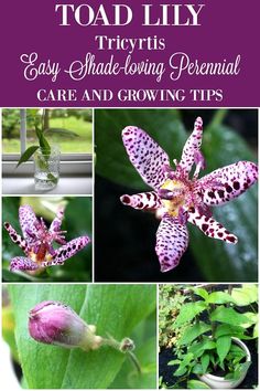 several different flowers and plants with text overlay that reads, how to grow toad lily tricytis easy shade - loving perennial