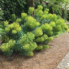 a garden with lots of green plants next to a brick walkway in the middle of it