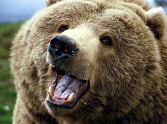 a large brown bear standing on top of a lush green field