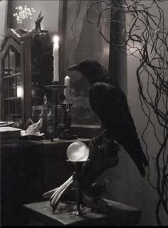 a black bird sitting on top of a table next to a mirror