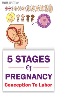 the five stages of pregancy are shown in this graphic book, with an image of