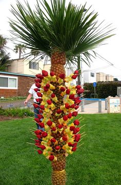 a tall palm tree with lots of fruit on it's trunk in the grass