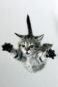 a kitten flying through the air with it's paws in the air