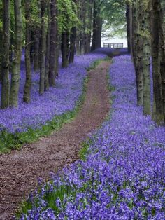 bluebells are growing along the side of a dirt road in a wooded area