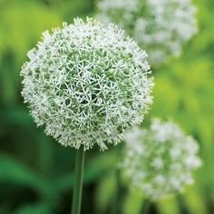 some white flowers are growing in the grass