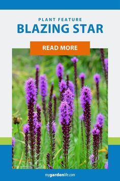 purple flowers with the words plant feature blazing star read more