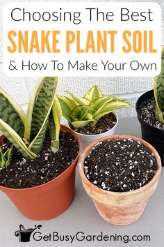 three potted plants with the words choosing the best snake plant soil and how to make your own