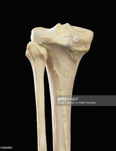 the back view of a human leg and its bones