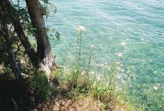 the water is crystal blue and green as it sits next to some trees on the shore