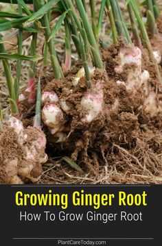 growing ginger root in the ground with text overlay reading growing ginger root how to grow ginger root