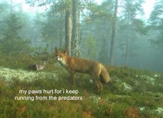 a fox standing on top of a lush green forest