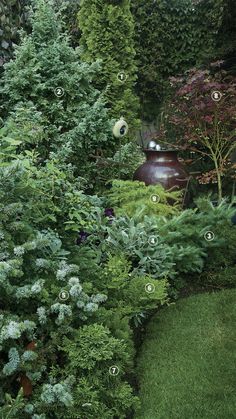 the garden has many different types of plants and trees in it, including pine cones