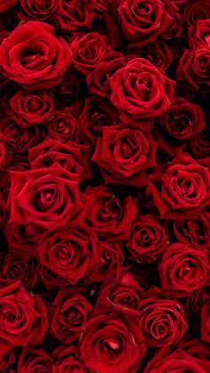 a bunch of red roses that are close together