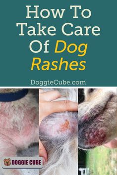 how to take care of dog rashes